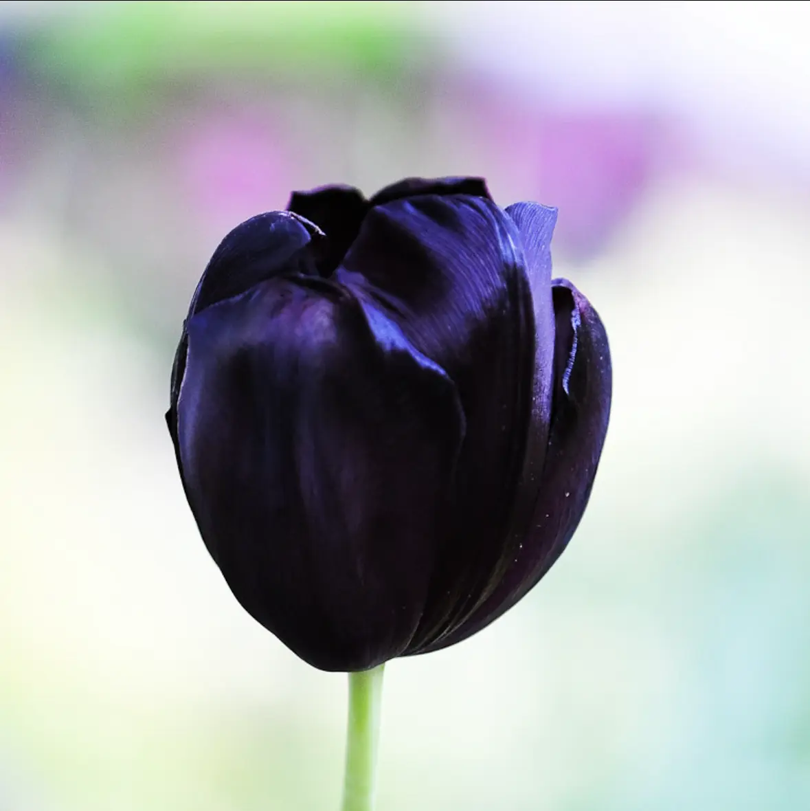 tulipano